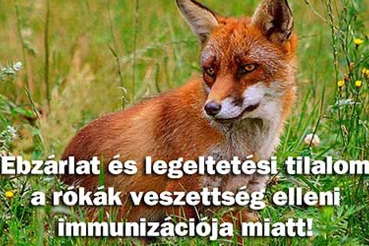 Ebzárlat és legeltetési tilalom a rókák miatt