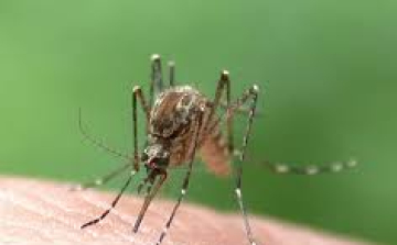 Megkezdődött a harc a szúnyogok ellen
