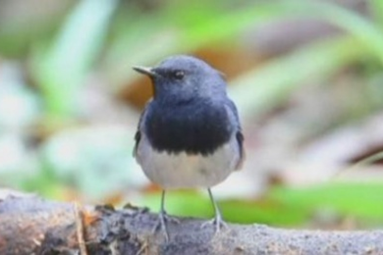 Ismét látták a világ egyik legritkább madarát