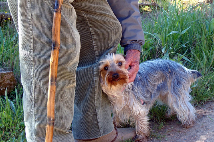Receptre kellene kutyát felírni időseknek