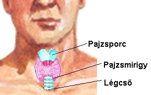 Ilyen problémákat okozhat a pajzsmirigygyulladás