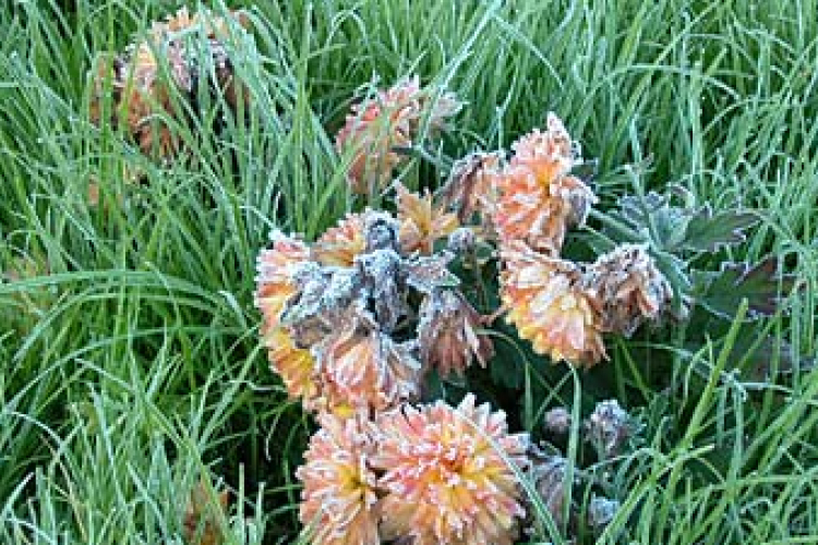 Az ország nagy részére figyelmeztetést adtak ki a talaj menti fagy miatt