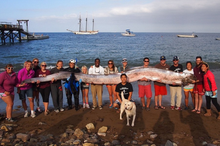Óriási halra bukkantak Kalifornia vízeiben