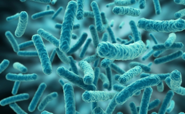 Bakteriális egyensúlytalanság is okozhatja a Chron-betegséget