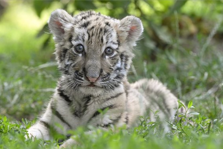Először született tigris Debrecenben - Megmutatták a cuki kölyköt