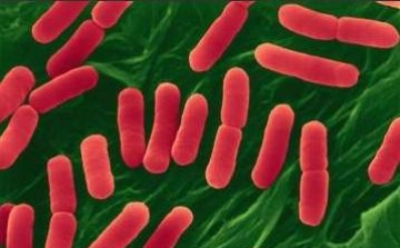 A baktériumok hozzájárulnak egészségünk megőrzéséhez