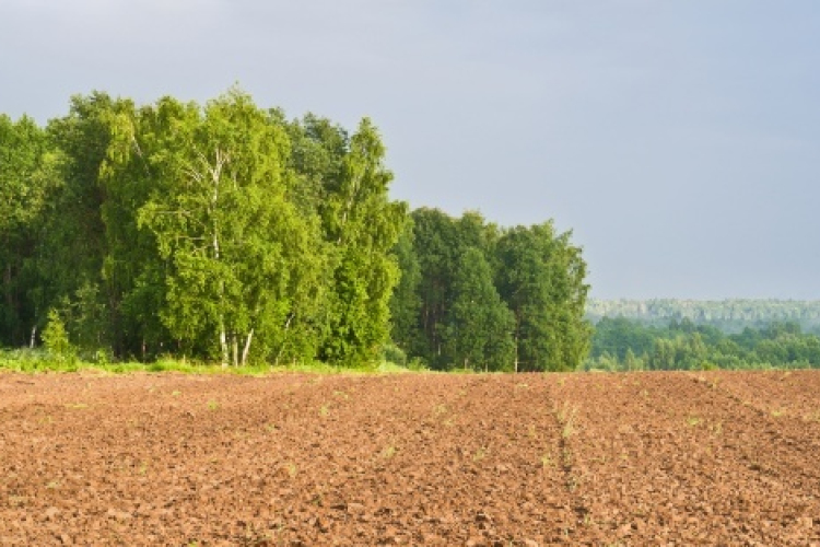 Ez évtől védendő új tájelemek a fa- és bokorcsoportok