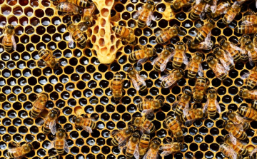 AM: a méhészet az agrárium egyik legfontosabb ágazata