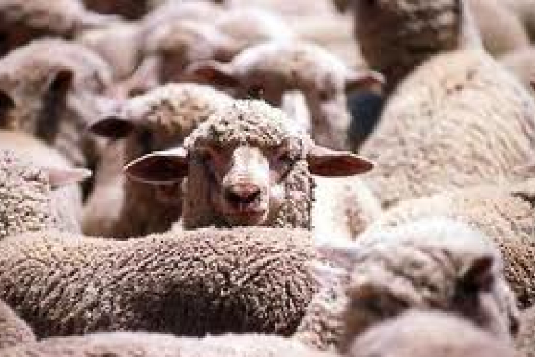 A hungarikumok a magyar identitás részét képezik