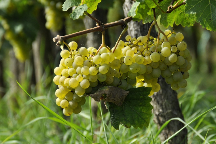 Több száz éves szőlőmagokból olvasták ki a franciaországi Champagne borvidék történetét