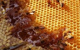 Fazekas Sándor: Magyarország méhészeti nagyhatalom