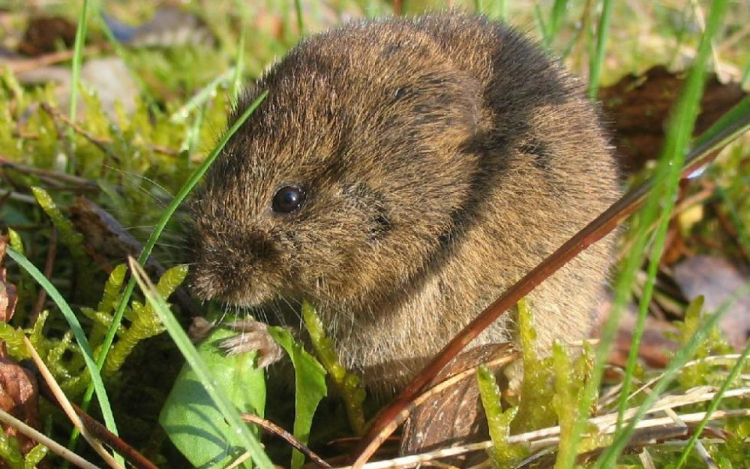 Külügy: nincs járványveszély Horvátországban