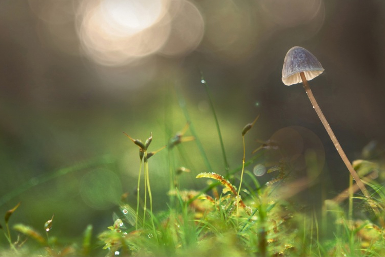 Az álomhoz hasonló a varázsgomba hatása alatt álló agy