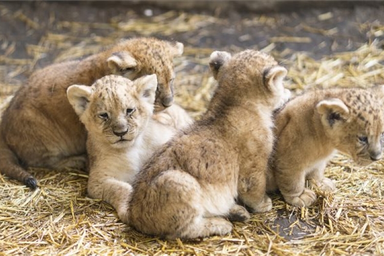 Négy afrikai oroszlán született a Nyíregyházi Állatparkban