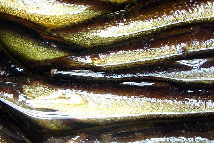 Újabb három sprotni terméket vontak ki a forgalomból