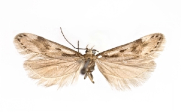 Új pillangófajokat fedeztek fel az olaszországi Dolomitokban