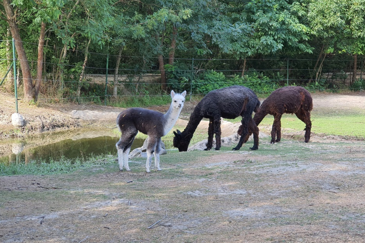 Nandufiókák keltek ki és alpakacsikó született a Szegedi Vadasparkban