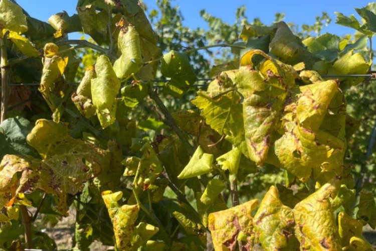 Nébih: drónos felderítést is bevetnek a szőlő aranyszínű sárgaság betegség visszaszorítására