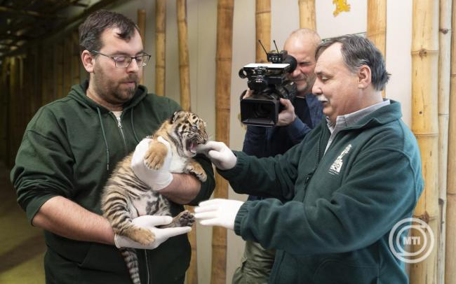 Lemondásra szólította fel a Nyíregyházi Állatpark igazgatóját a Fidesz, mivel ő lesz a Tisza jelöltje