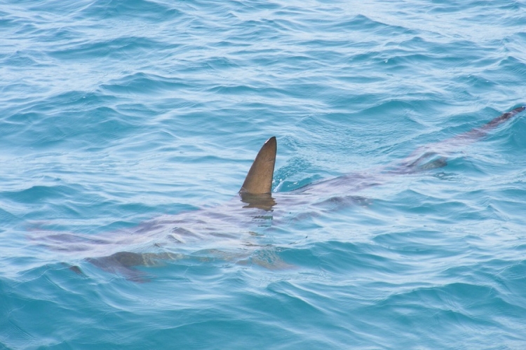 Drónokkal védik a fürdőzőket a cápáktól Ausztrália partjainál