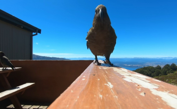 GoPrót lopott egy papagáj, lefilmezte vele a vidéket - VIDEÓ