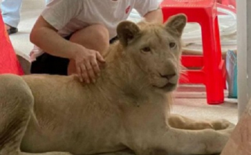 TikTok-videó alapján találtak rá egy illegálisan tartott oroszlánra